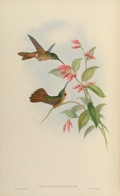 Phaiolaema aequatorialis by John Gould
